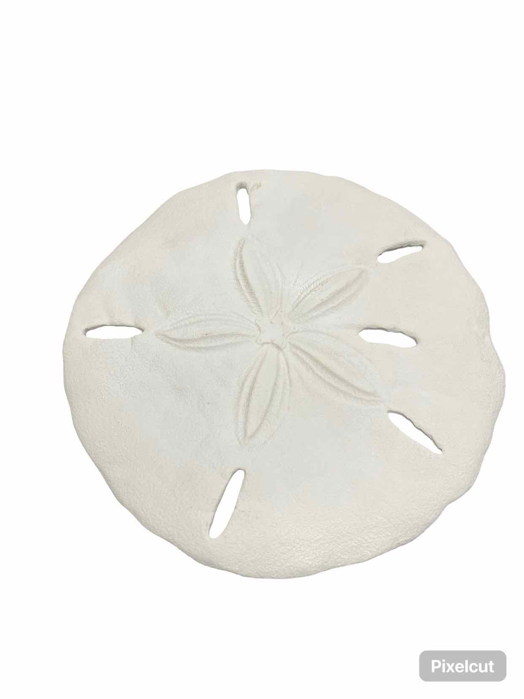 Sand Dollar Wall Hanging Home Decor